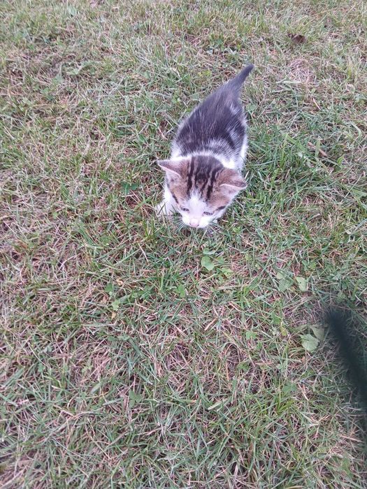 Małe kotki oddam w dobre ręce