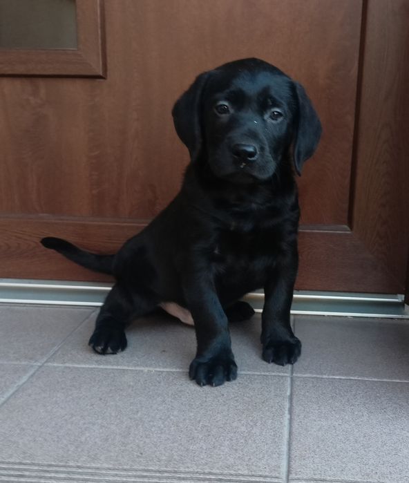 Szczeniak labrador czarny