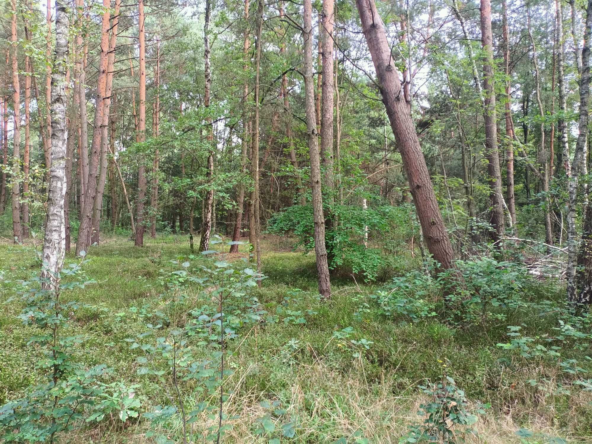 działka pow.łaski gmina Buczek.wieś Dąbrowa