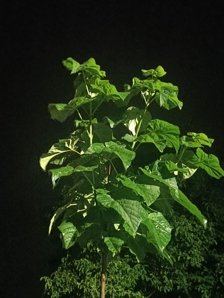 Paulownia - drzewo tlenowe Shan Tong sadzonki dwu letnie