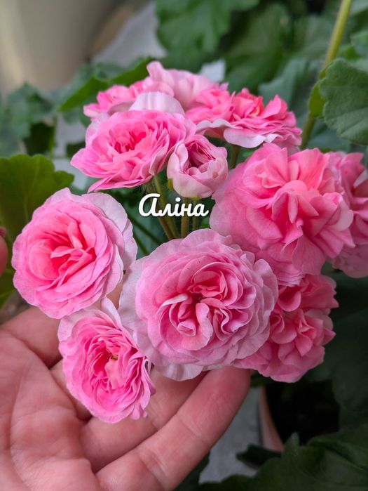 Вино Любові, сортова пеларгонія