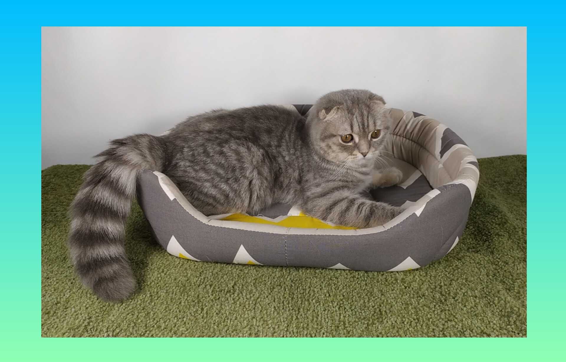 Котята Шотландские.