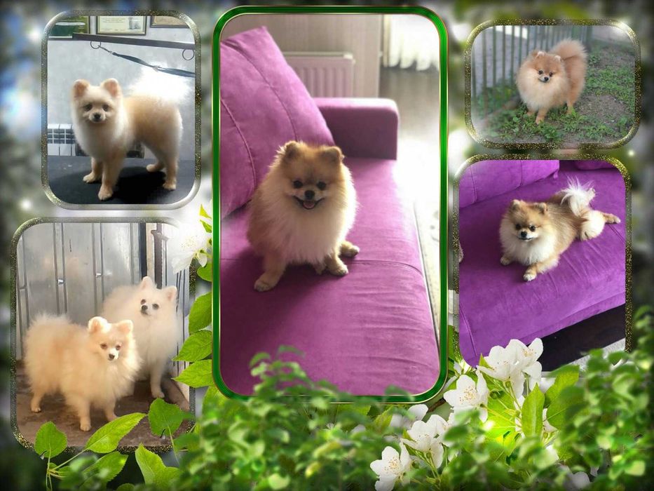 Мальчики и девочки подростоки Померанского Шпица.