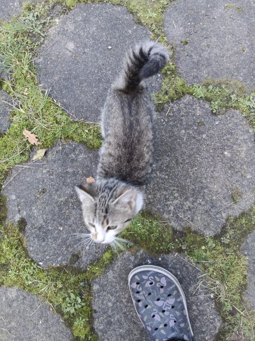 Oddam kotkę w dobre ręce