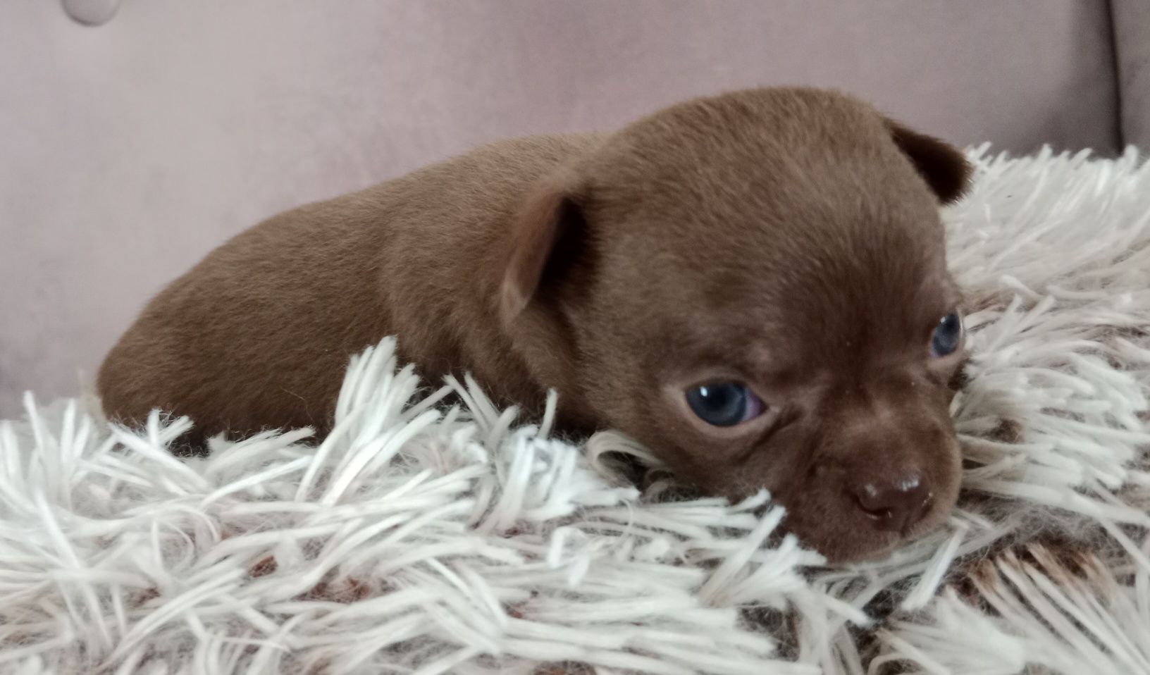 Brązowy chłopczyk chihuahua