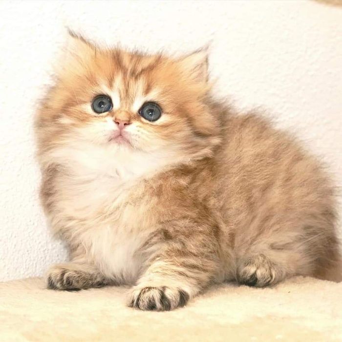 Британские котята золотая шиншилла