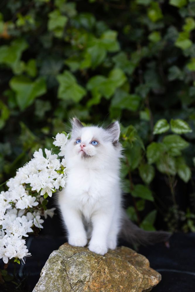 Ragdoll kocurek z świetnym charakterem