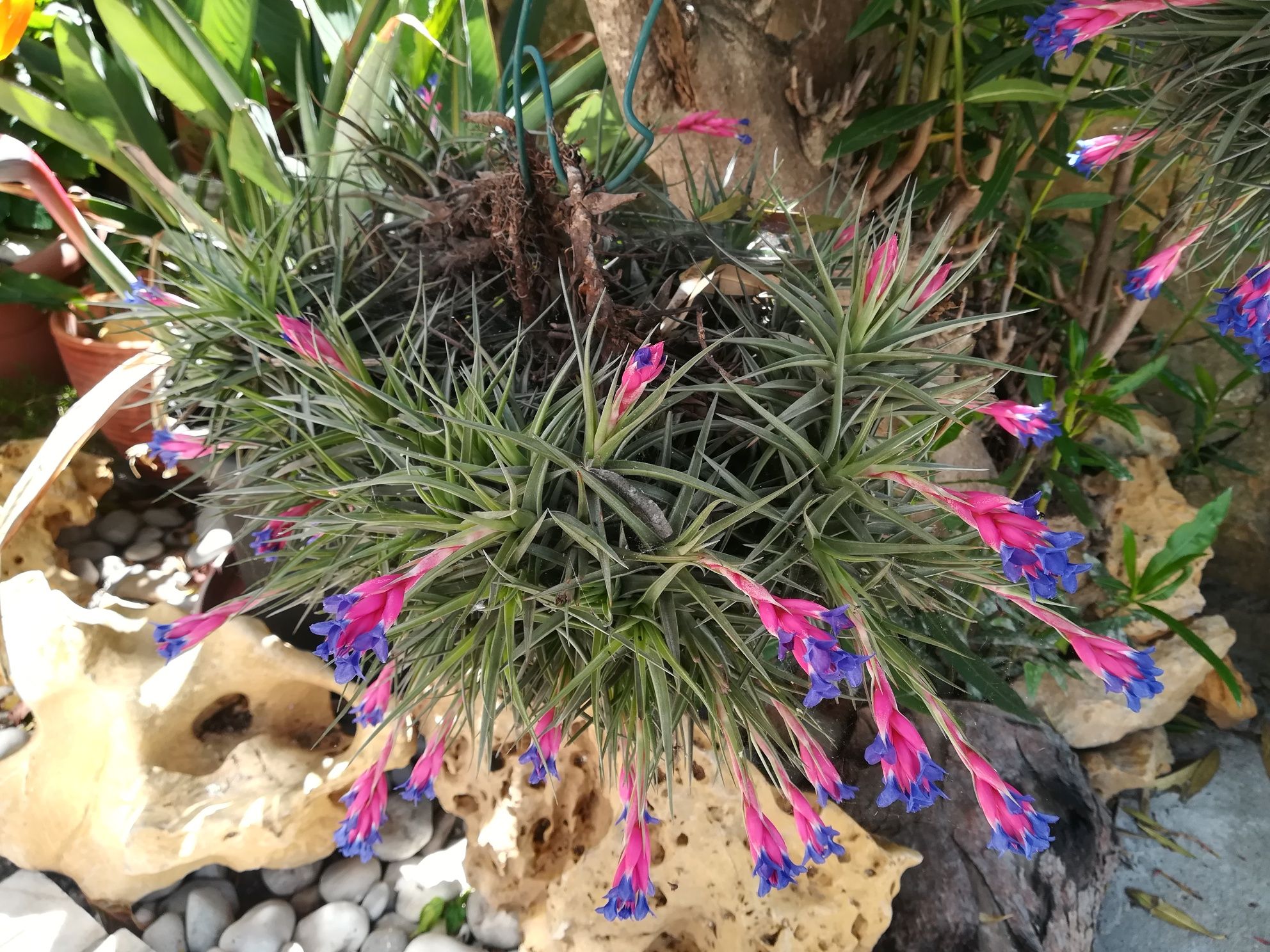 Plantas Aéreas da Madeira com flor.