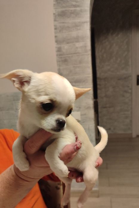 Цуценята Чихуахуа :)