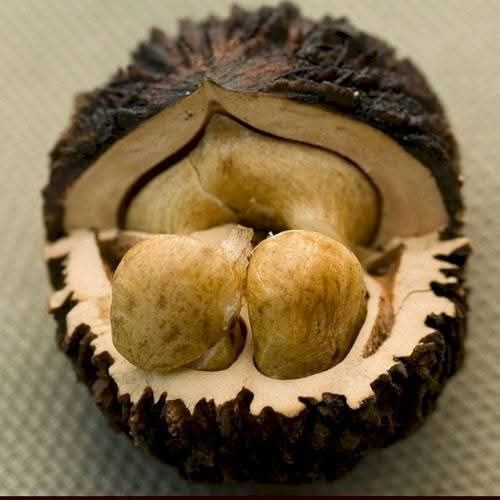 Саджанці чорного горіха з закритим коренем