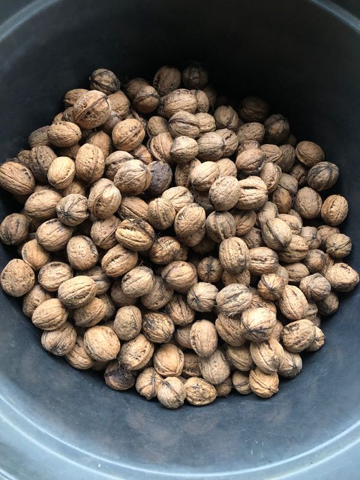 Tegoroczne świeże orzechy włoskie ekologiczne 5 kg