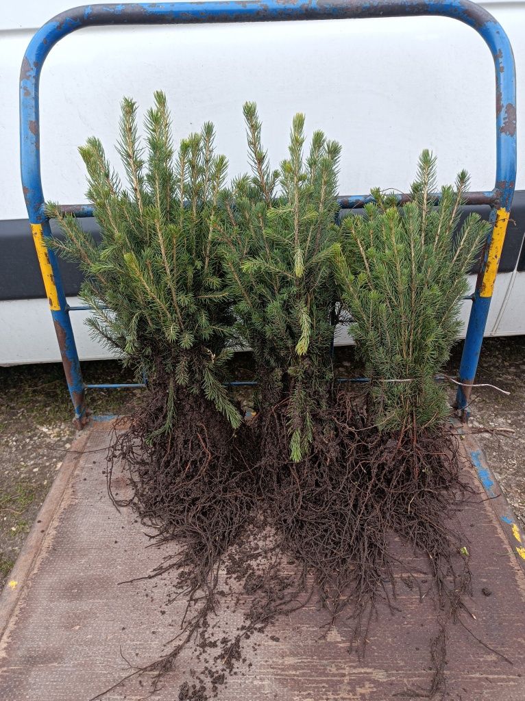 Sadzonki Świerka  Pospolitego 20-35 cmcm