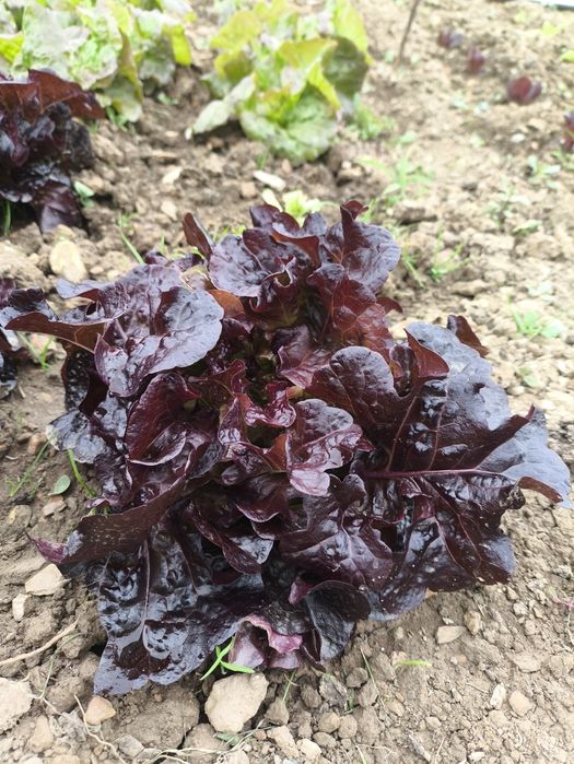 Alfaces verdes e roxas