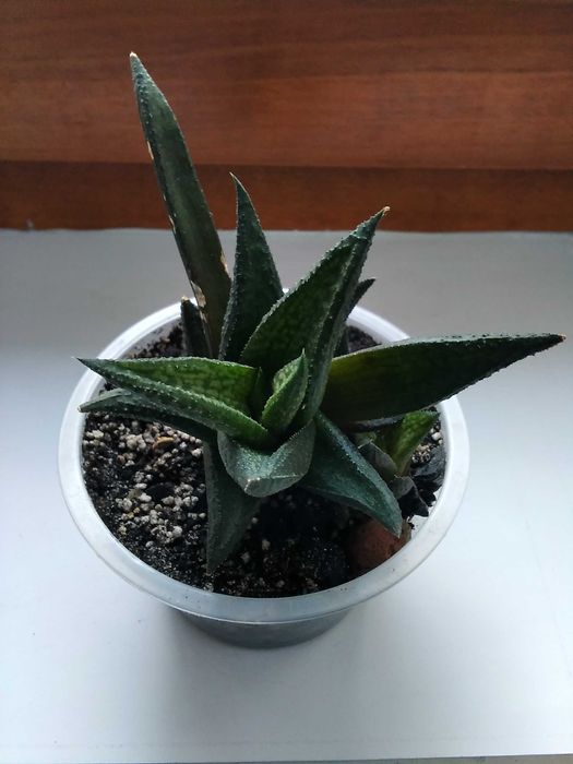 Хавортия Fasciata хавортия лимифолия хавортия жемчужная