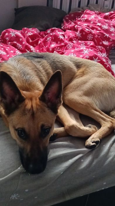 Riko szuka nowego kochającego domu