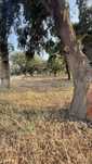 Quinta com 60000m2
