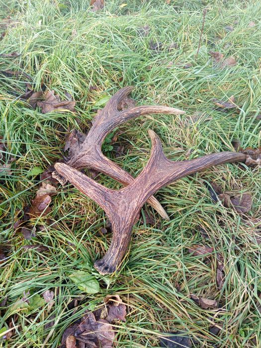 Poroże/ łopaty Łosia