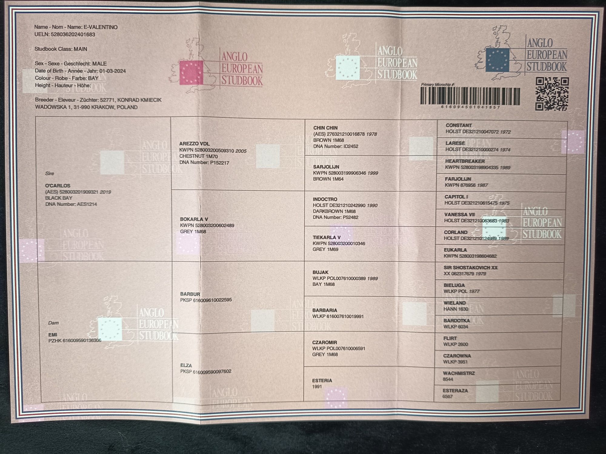 E’Valentino – obiecujący ogier po O’Carlos (AES)