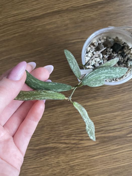 hoya sigillatis (1) | hoja