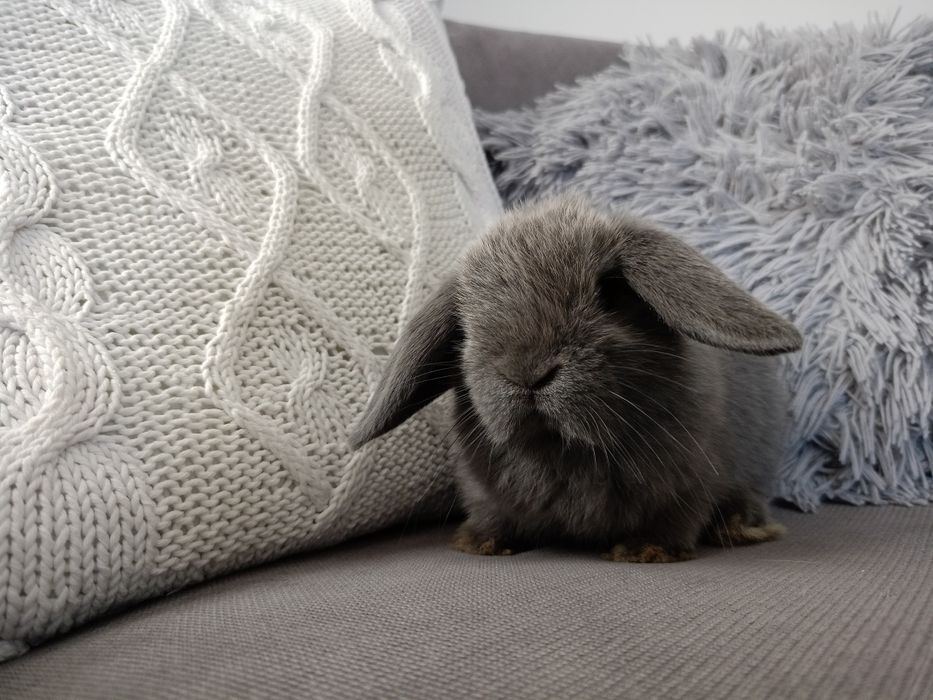 Królik miniaturka mini lop minilop