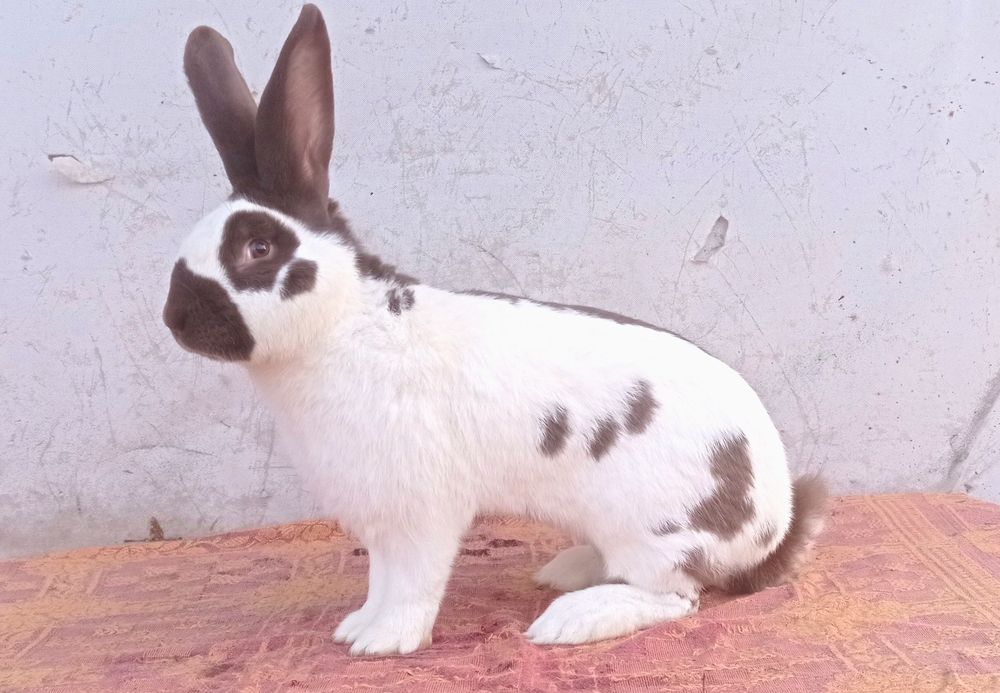 Кролики строкач Гавана