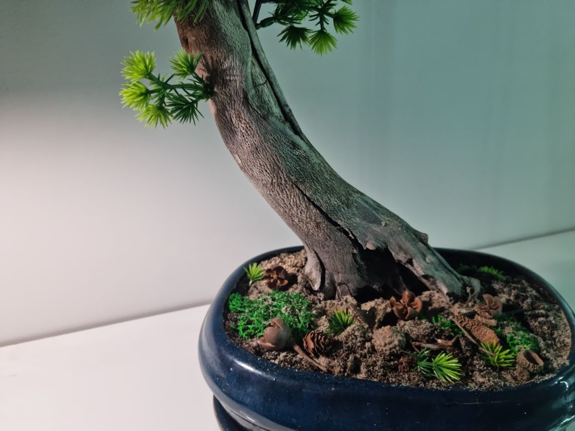 Drzewko   bonsai