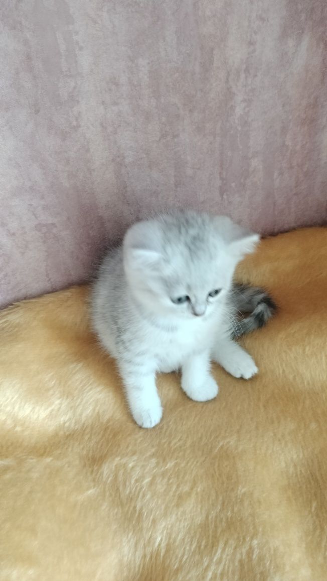 Кошенята дівчинка гарнюся