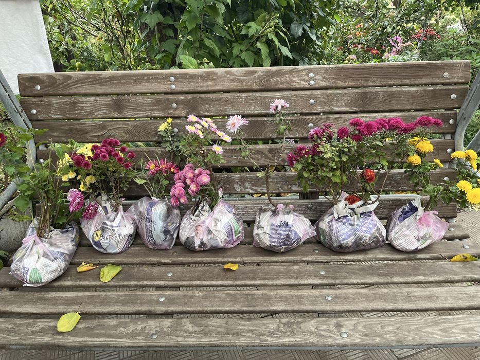 Продам саджанці  гібіскуса сирійського, є хризантема різна