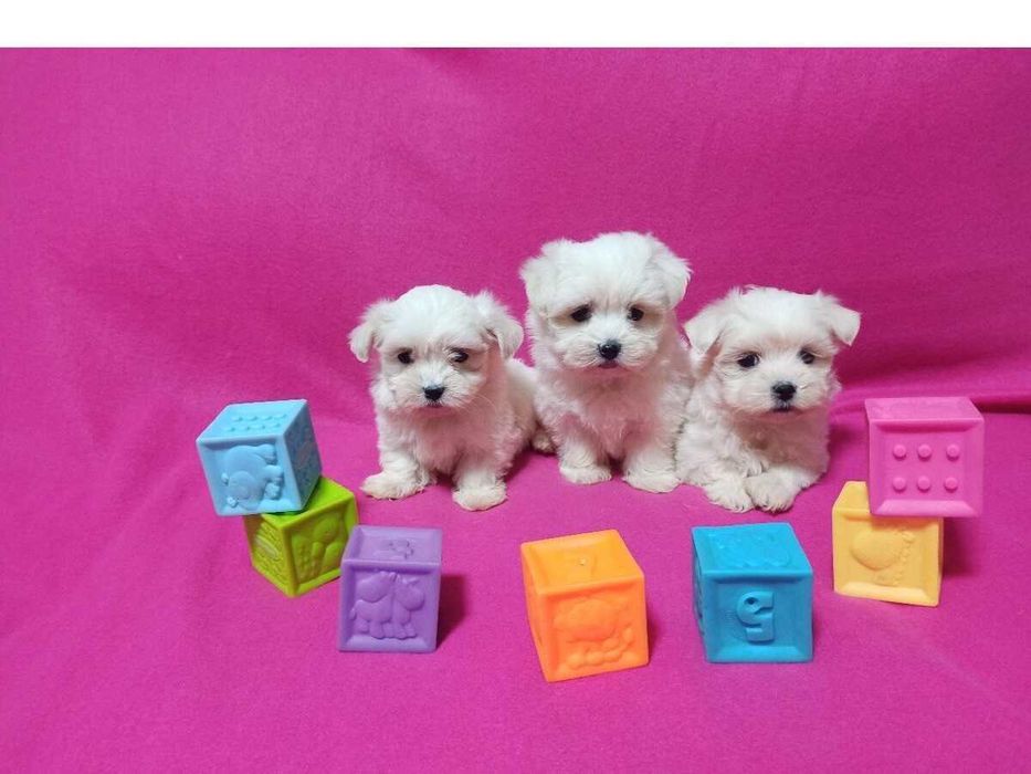 Maltańczyk szczeniaczek.