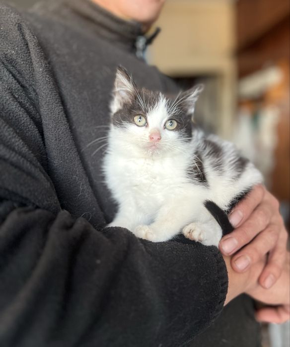 Кошеня маленька киця 2 міс