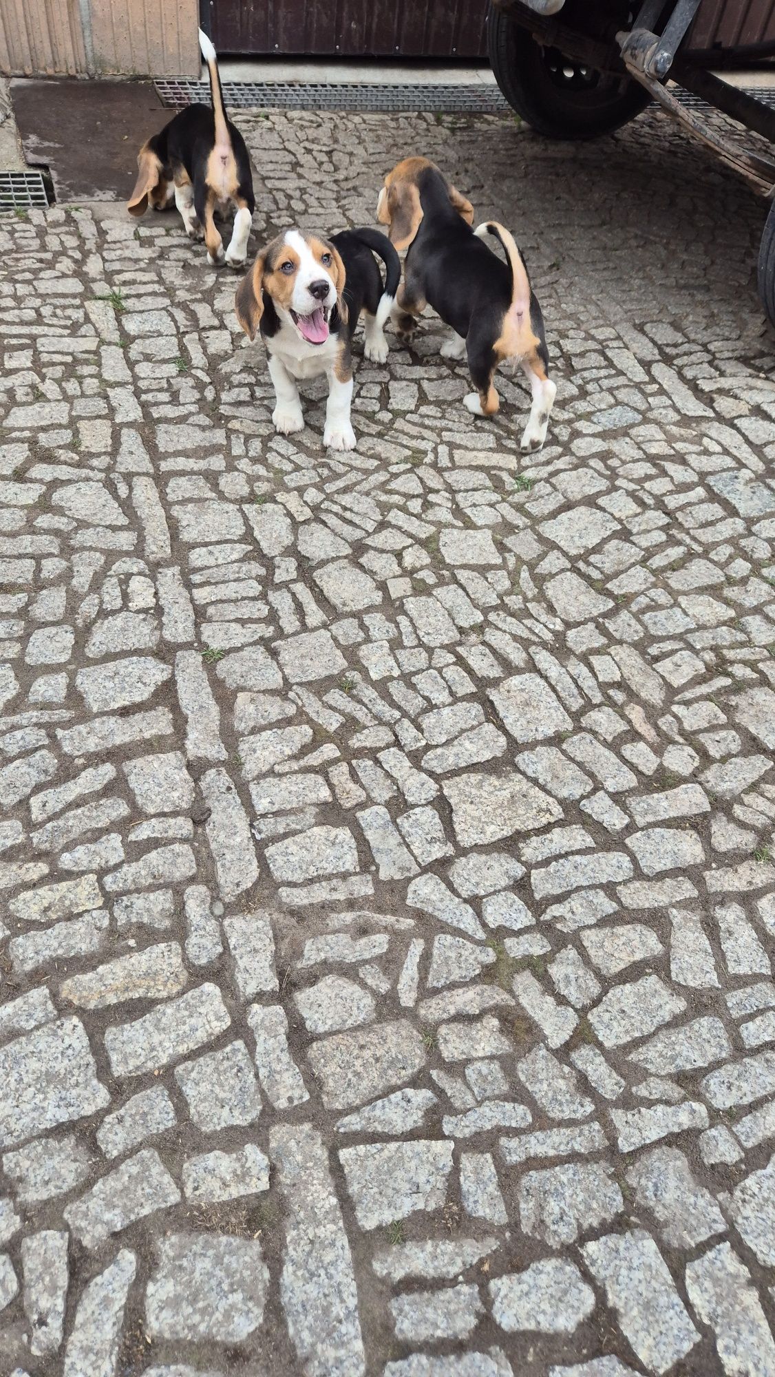 Beagle, piesek z rodowodem