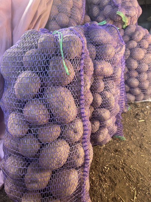 Картопля сорту білороса