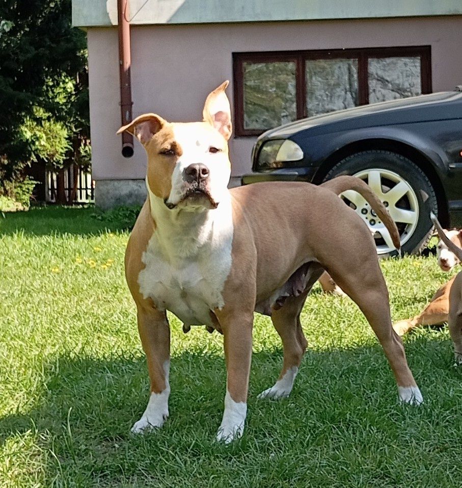 American Staffordshire Terrier