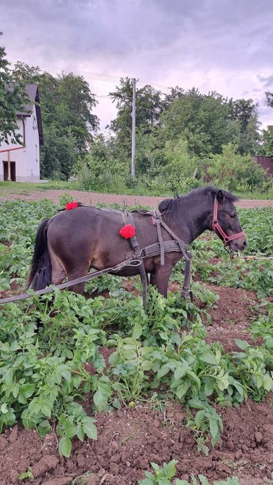 Konik kucyk ogierek 19 miesięcy