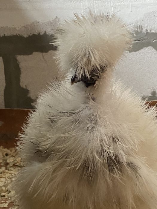 Яйцо інкубаційне китайська шовкова