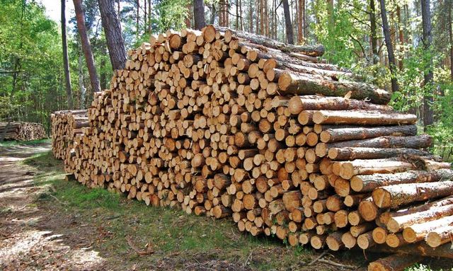 Drewno opałowe sosnowe średnio wymiarowe 7-27 cm