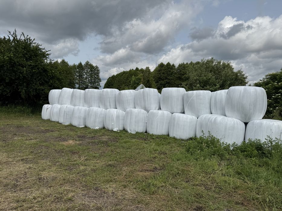 Siano bele sianokiszonka 300 sztuk