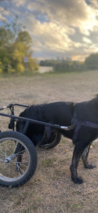 wózek rehabilitacyjny dla psów