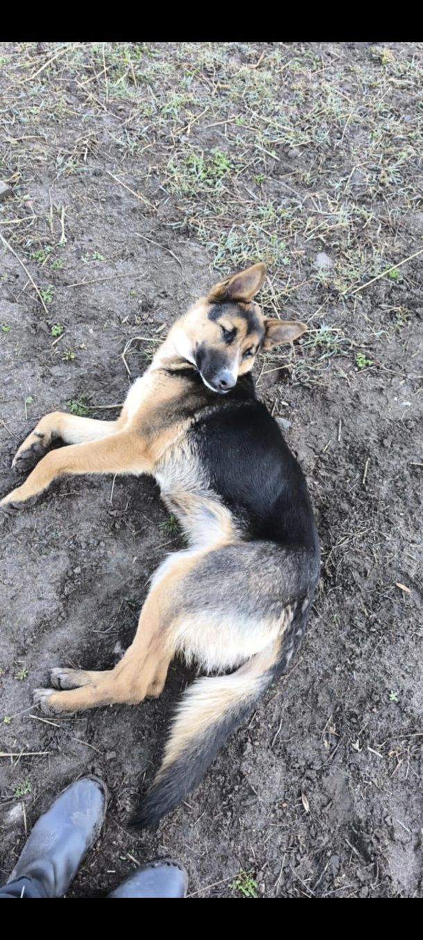 Suczka do adopcji