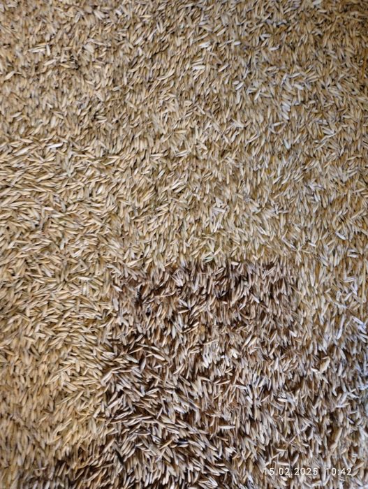 Продам овес, ячмінь