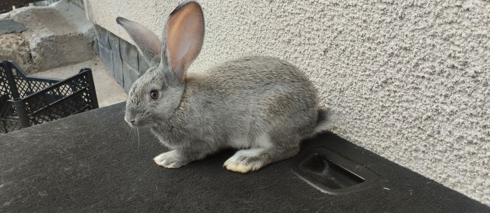 Європейська Шиншила