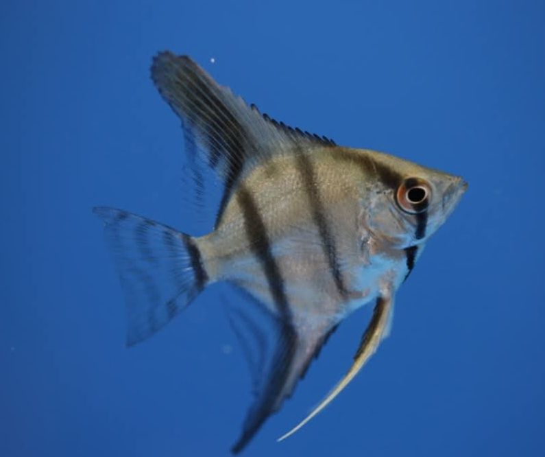 Escalares pinoy azuis juvenis