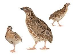 Інкубаційні яйця перпепілок