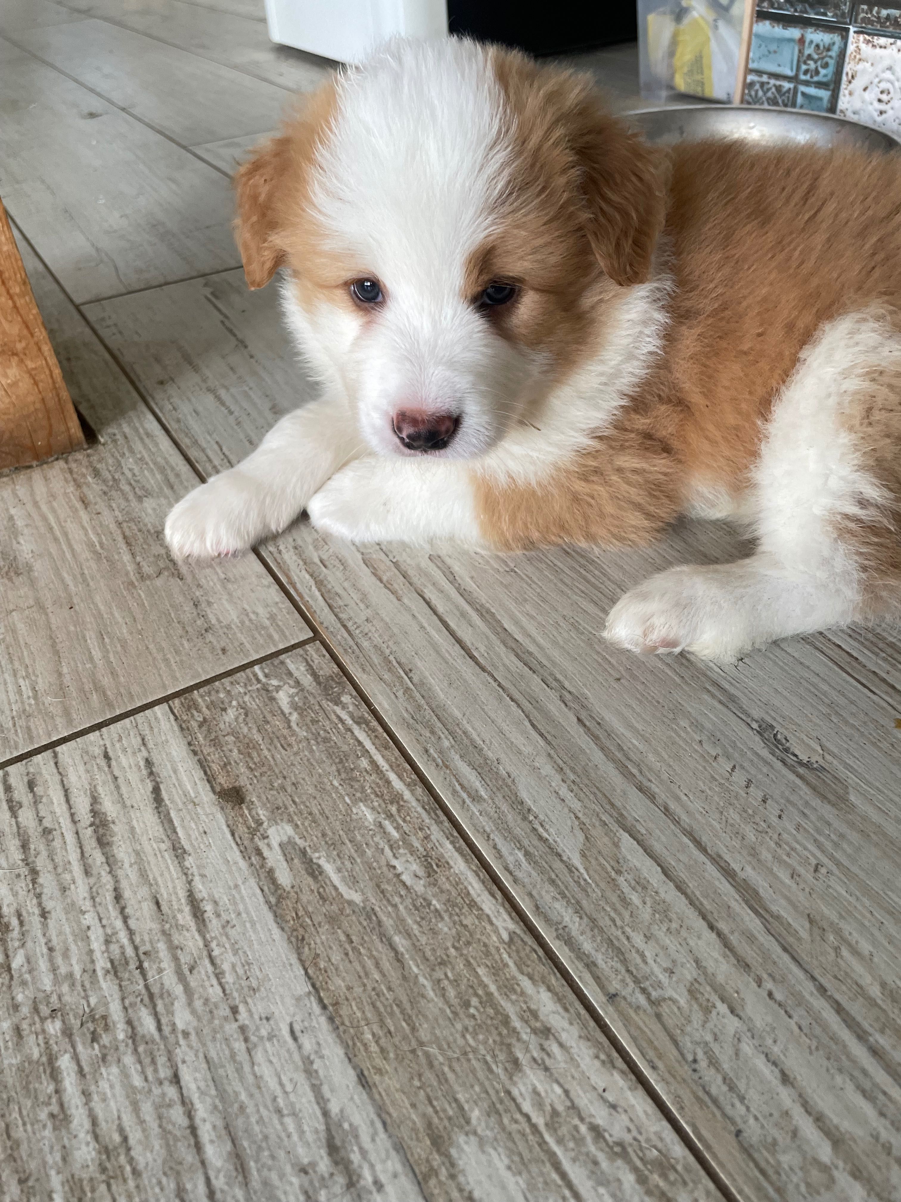 Border Collie - Salus Canis FCI