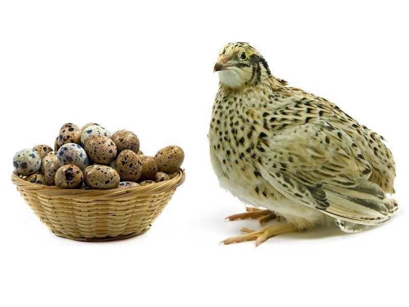 Продаються домашні перепелині яйця, інкубаційні яйця