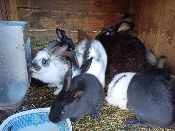 Кролики, кроленята 1,5 та 2,5, 5-6місяця. Молодий кріль