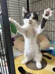 Kamperek, Cudowny kotek do adopcji, kot, kotek