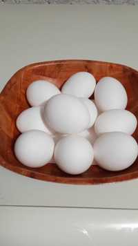 Jaja lęgowe kur rasy Leghorn