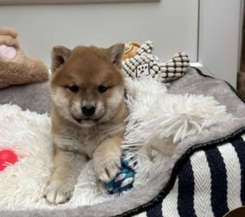 Shiba inu Femea 2 meses