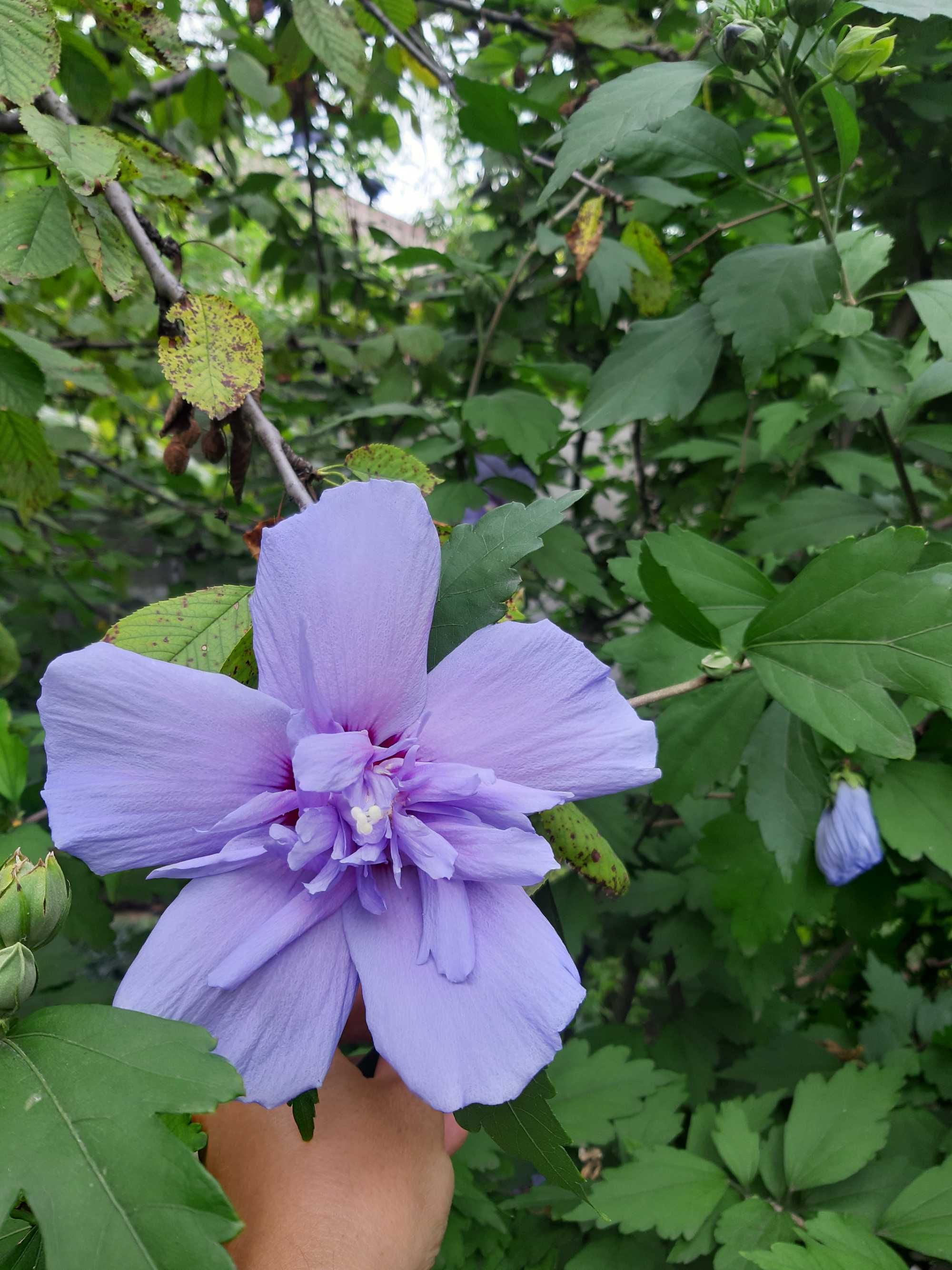 Сирийский махровый гибискус Blue Chiffon